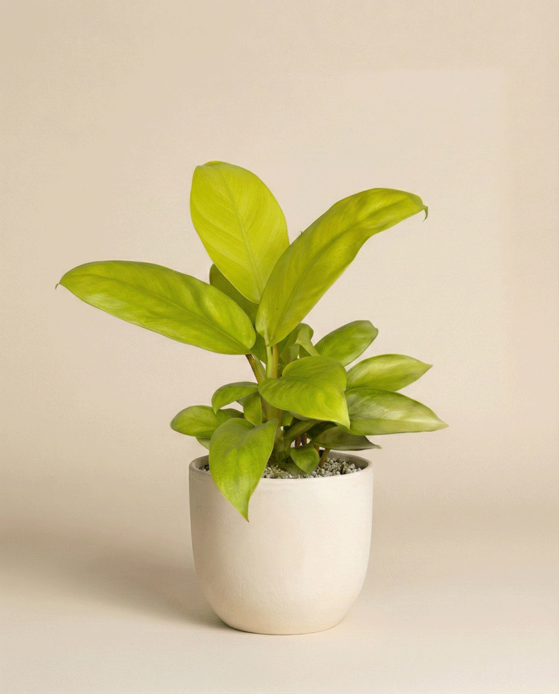 Ein kompakter Philodendron 'Ceylon Gold' - feey mit breiten grünen Blättern wird in einem einfachen weißen Keramiktopf vor einem schlichten beigen Hintergrund präsentiert.