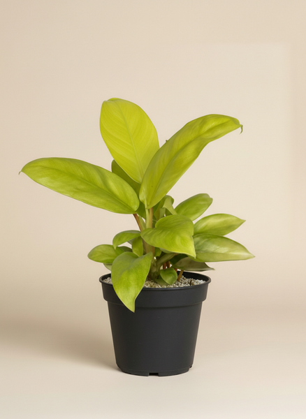 Ein Philodendron 'Ceylon Gold' - feey mit breiten, hellgrünen Blättern wächst in einem schwarzen Plastiktopf, der mit kleinen weißen Steinen bestückt ist, vor einem schlichten beigen Hintergrund.
