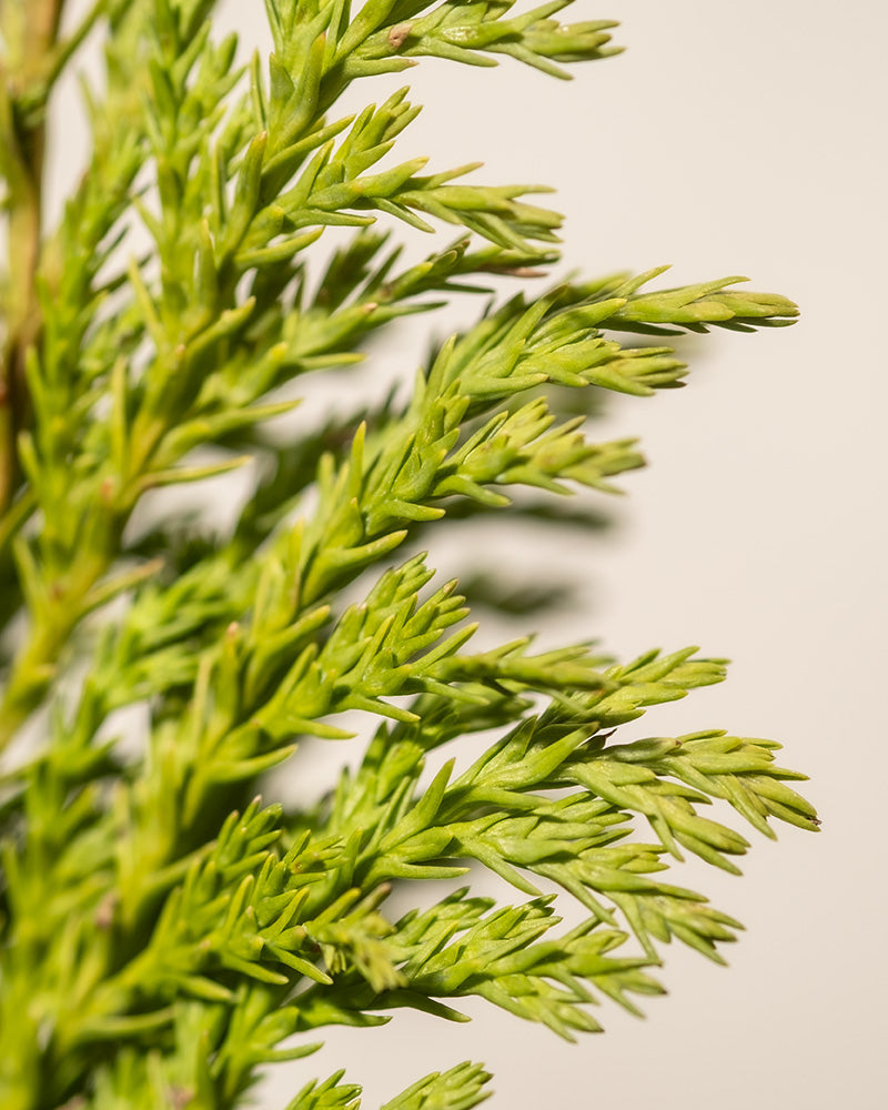 Nahaufnahme des hellgrünen Laubes der Scheinzypresse „Stardust“ vor einem hellbeigen Hintergrund. Das Bild betont die nadelartigen Blätter und zeigt ihre Textur und komplizierten Muster. Der Gesamtton ist frisch und lebendig.