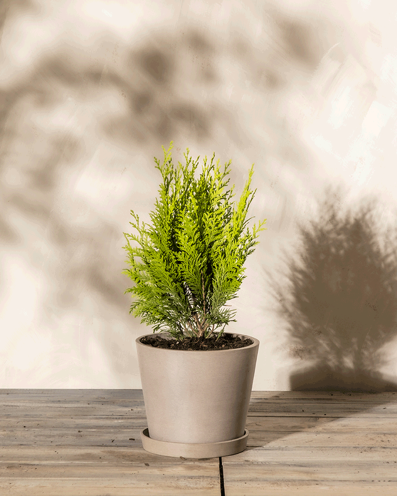 Eine kleine Scheinzypresse 'Stardust' mit leuchtend grünem Laub steht in einem beigen Topf mit passendem Untersetzer auf einer Holzoberfläche. Der Hintergrund ist eine helle Wand mit weichen Schatten anderer Pflanzen, die eine natürliche, heitere Atmosphäre schaffen.