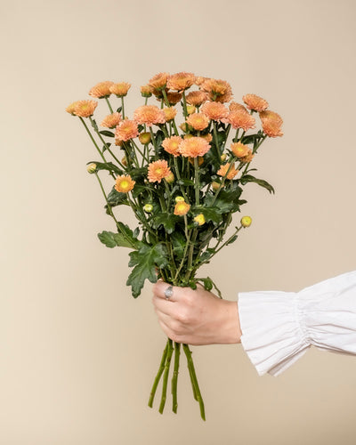 Eine Hand in einem weißen, gekräuselten Ärmel hält Chrysanthemen-Pfirsich (5 Stk.) und schafft eine blühende Atmosphäre vor einem beigen Hintergrund.