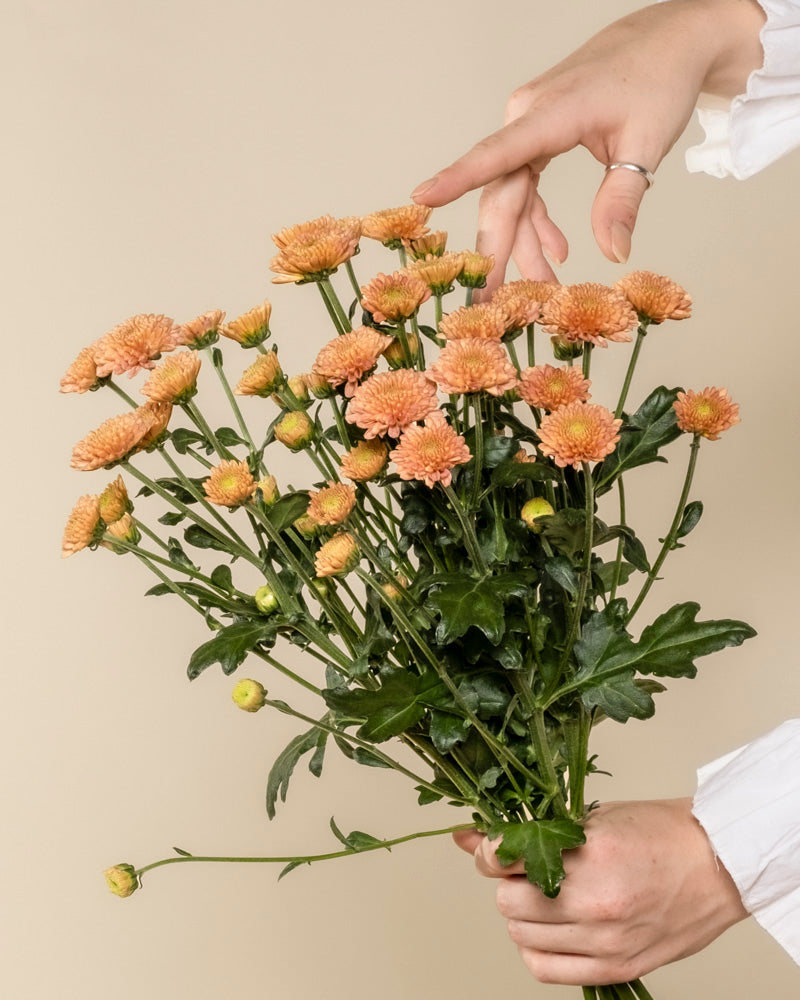 Eine Person hält Chrysanthemen pfirsich (5 Stk.) vor einem beigen Hintergrund und arrangiert die Blumen, wodurch eine blühende Atmosphäre entsteht.