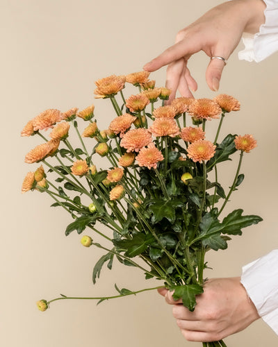Eine Person hält Chrysanthemen pfirsich (5 Stk.) vor einem beigen Hintergrund und arrangiert die Blumen, wodurch eine blühende Atmosphäre entsteht.