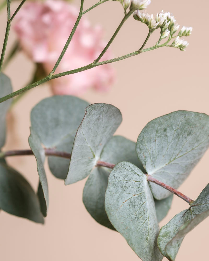 Nahaufnahme von Eukalyptusblättern mit weißen Blüten, einer unscharfen Rosa-Blüte im Hintergrund und einem weichen beigen Hintergrund, der die elegante Essenz von "Ballerina" einfängt.