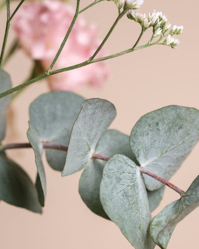 Nahaufnahme von Eukalyptusblättern mit weißen Blüten, einer unscharfen Rosa-Blüte im Hintergrund und einem weichen beigen Hintergrund, der die elegante Essenz von "Ballerina" einfängt.