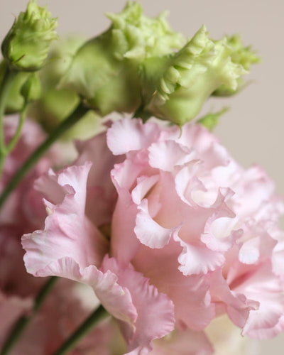 Nahaufnahme von Ballerina-Lisianthusblüten mit zartrosa, gekräuselten Blütenblättern und hellgrünen Knospen vor einem neutralen Hintergrund, der ihre zarte Textur und sanften Pastelltöne zur Geltung bringt.