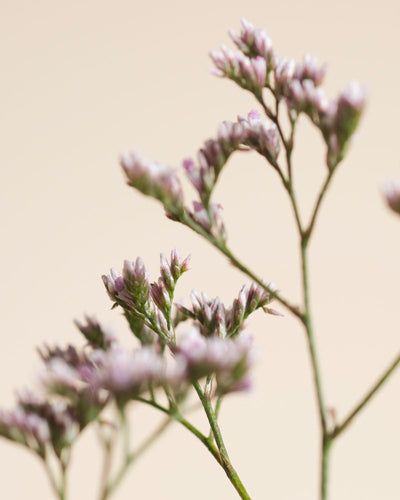Nahaufnahme von zarten, kleinen lilafarbenen Blumen mit grünen Stängeln vor einem zartbeigen Hintergrund, die das Wesen des Fernwehs einfangen und in einer minimalen Komposition eine frische, luftige Stimmung hervorrufen.