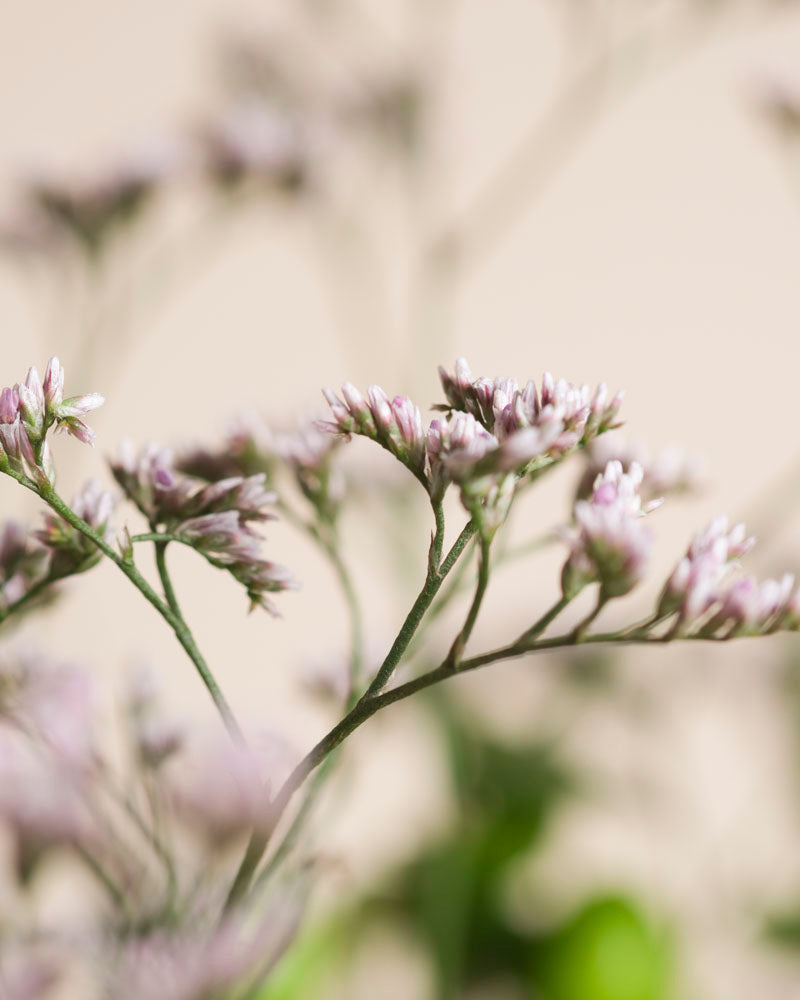 Nahaufnahme von hellvioletten Wildblumen mit grünen Stängeln auf einem weichen beigen Hintergrund. Das Bild erinnert an das sanfte, luftige Gefühl von Fernweh, das durch die natürliche Beleuchtung verstärkt wird und an frische Luft und Natur erinnert.