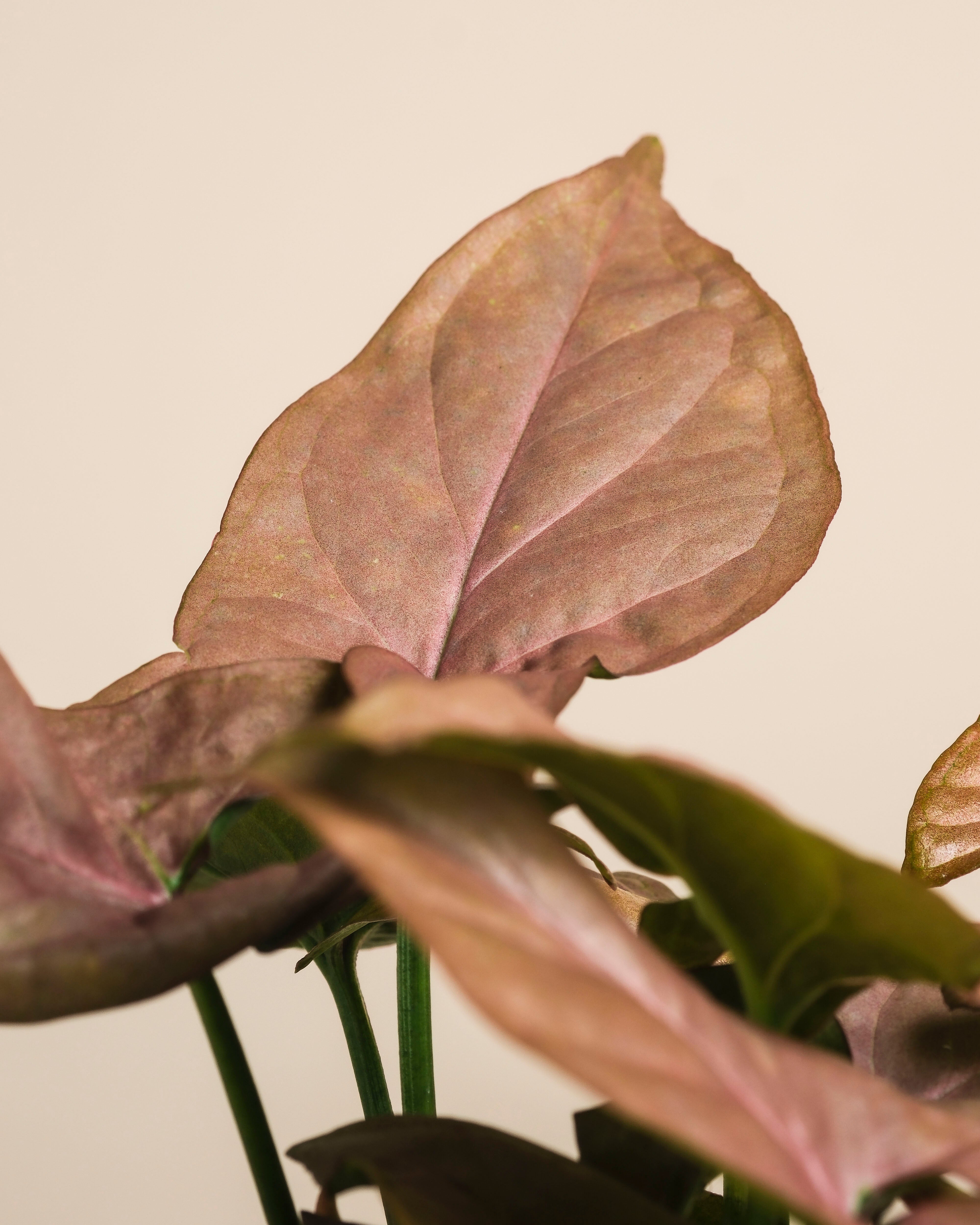 Nahaufnahme einer Syngonium 'Neon' - feey, mit großen, samtigen Blättern in staubigen Rosa- und Grüntönen vor einem schlichten, hellbeigen Hintergrund.
