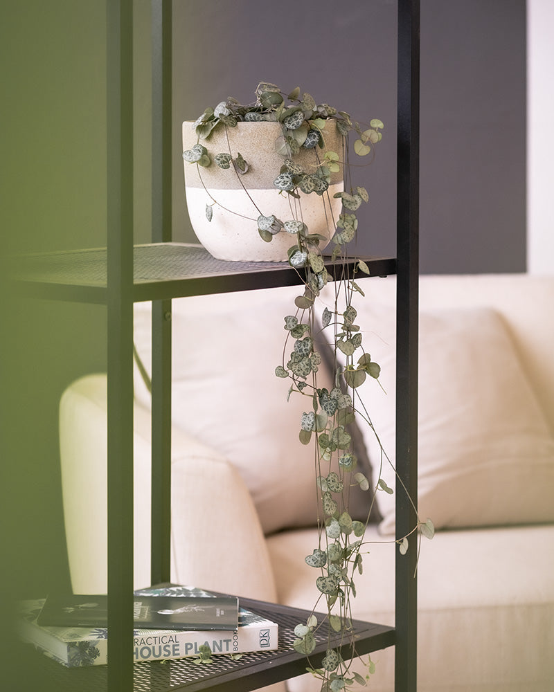 Eine Leuchterpflanze (auch Ceropegia woodii, Leuchterblume, Rosenwein, String of Hearts, Rosary Vine, Sweetheart Vine oder Chaîne des cœurs genannt) in einem Regal in einem möblierten Wohnzimmer
