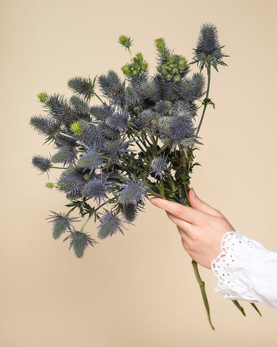 Eine Hand in einem weißen, spitzenbesetzten Ärmel hält einen Strauß Edeldistel mit blauen Stachelblüten vor einem schlichten beigen Hintergrund.