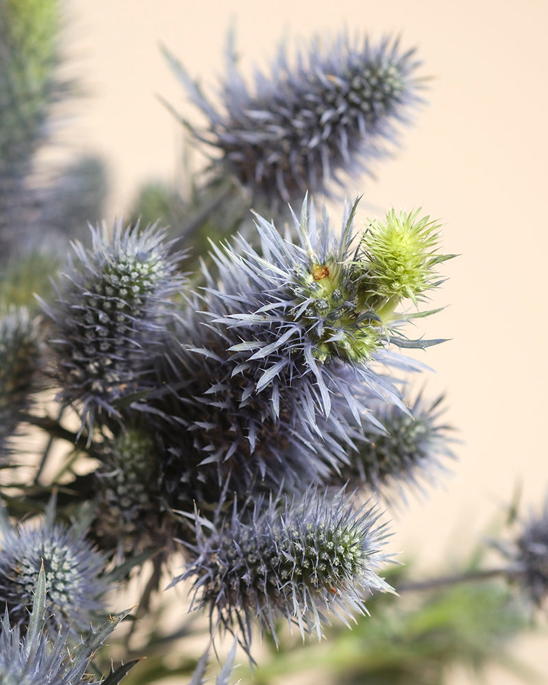 Nahaufnahme der stacheligen blauen Blüten und grünen Stiele der Edeldistel mit einer hellgrünen Knospe vor einem neutralen Hintergrund. Ihre scharfe Textur macht die Edeldistel ideal für auffällige Vasenarrangements.