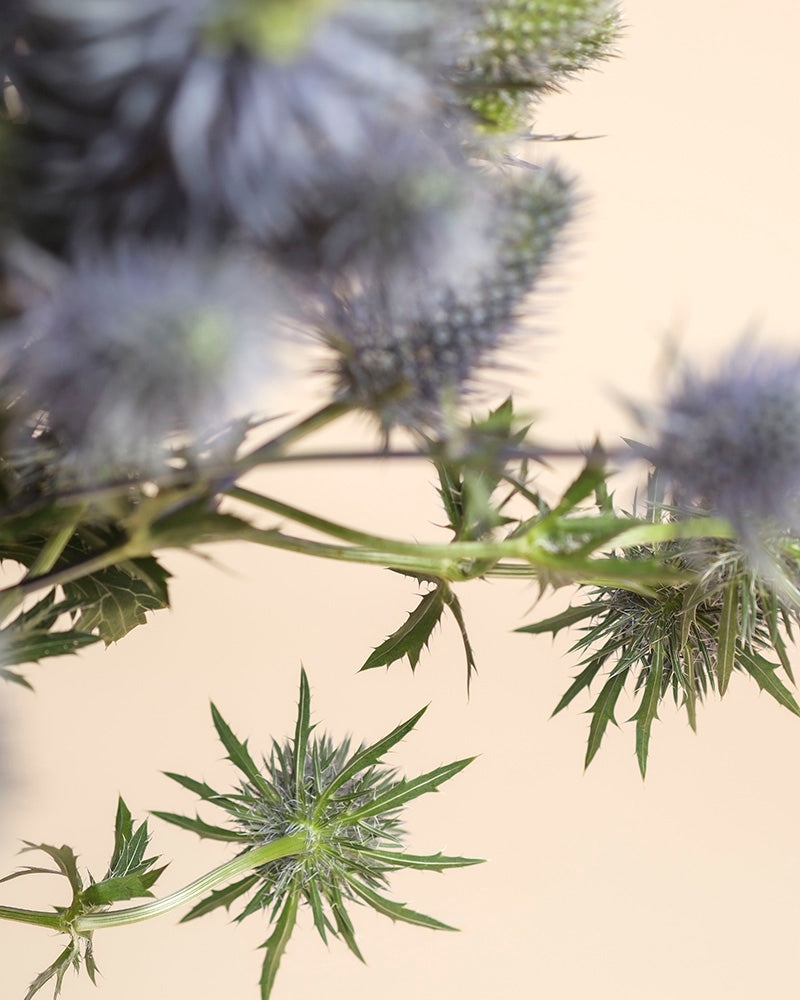 Nahaufnahme von stacheligen grünen und violetten Edeldistelblüten mit gezackten Blättern, von denen einige sanft verschwommen sind, vor einem beigen Hintergrund - ideal, um sie in einer Vase auszustellen oder ihre einzigartigen blauen Blüten zu bewundern.