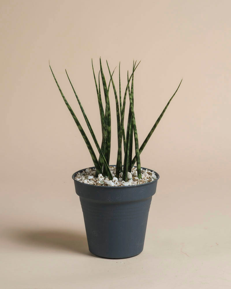 Eine Sansevieria 'Mikado' - feey in einem dunkelgrauen Topf mit weißen Kieselsteinen steht auf einer hellbeigen Fläche vor einem passenden hellbeigen Hintergrund.