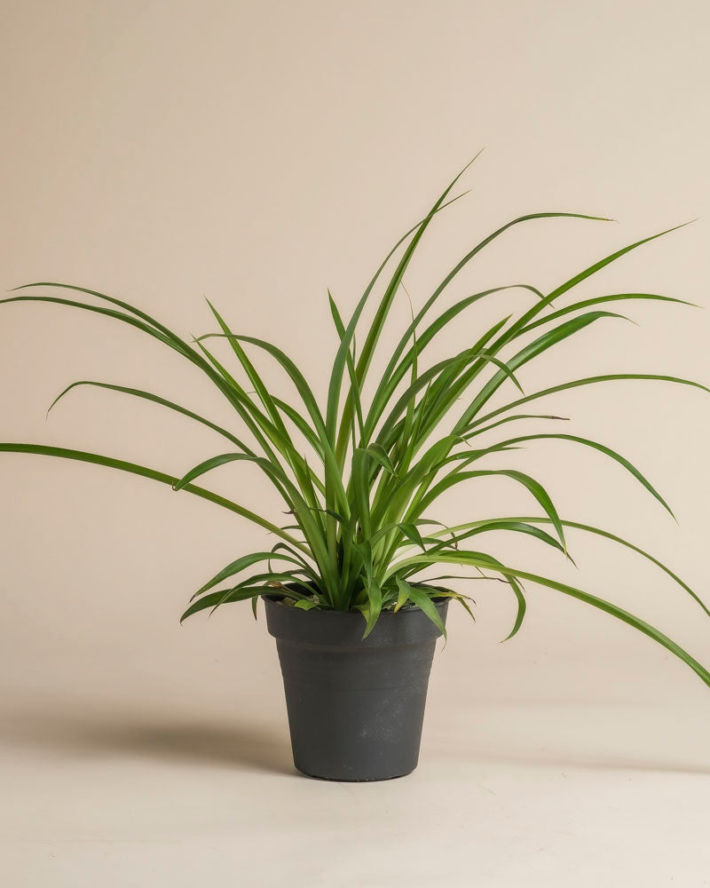 Die Grüne Grünlilie - feey mit langen, pflegeleichten, bogenförmigen Blättern steht in einem schlichten schwarzen Topf vor beigem Hintergrund.