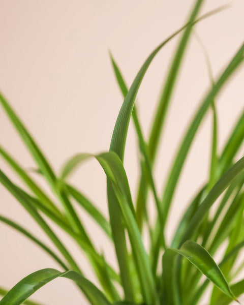 Nahaufnahme der langen, schlanken grünen Blätter der Grünen Grünlilie - feey Zimmerpflanze vor einem hellbeigen Hintergrund. Das leuchtende, anmutige Laub macht diese pflegeleichte, haustierfreundliche Pflanze zu einer idealen Ergänzung für jedes Zuhause.