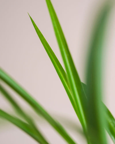 Nahaufnahme von langen, schlanken Blättern der Grünen Grünlilie vor einem weichen beigen Hintergrund. Dieses minimalistische Foto hebt die pflegeleichten und tierfreundlichen Qualitäten der Pflanze hervor, wobei einige Blätter scharf und andere weich verschwommen sind, um Tiefe zu erzeugen.