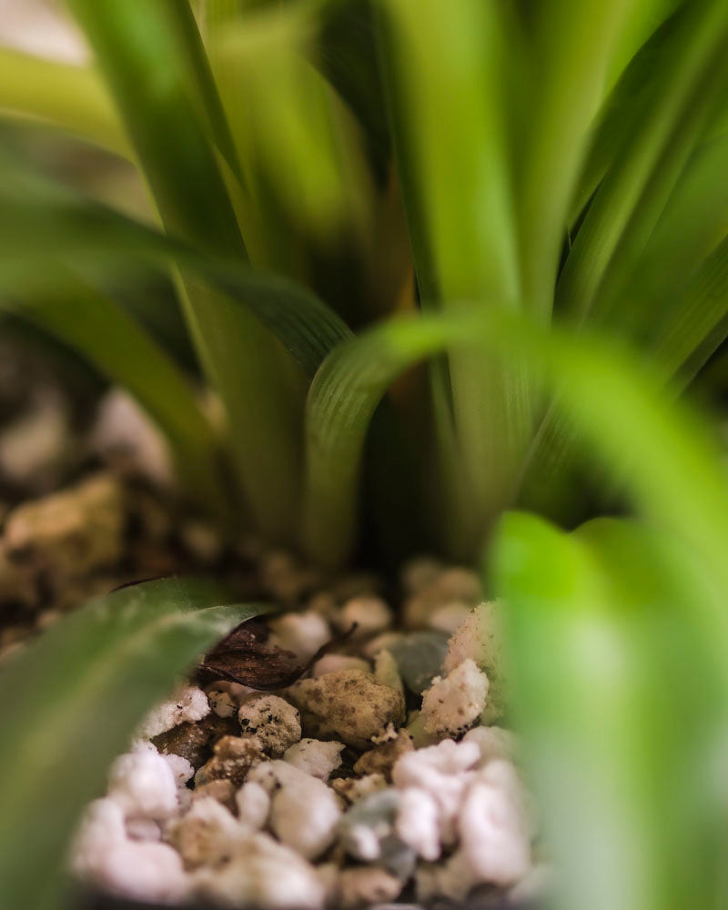 Nahaufnahme der Basis einer Grünen Grünlilie mit langen, schmalen Blättern, die aus der Erde und weißen Kieselsteinen sprießen. Der Fokus liegt auf den üppigen, tierfreundlichen Stängeln und Blättern, die mit weichen, unscharfen Kanten einen natürlichen Eindruck vermitteln.