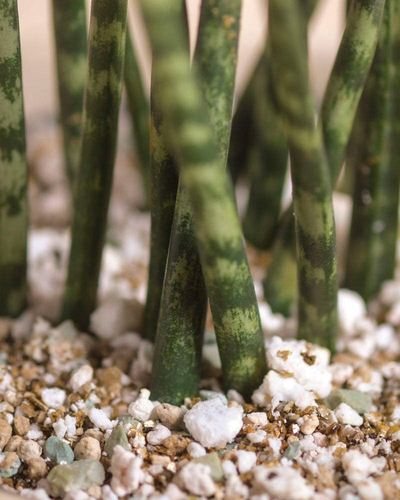 Nahaufnahme von Sansevieria 'Mikado' - feige Stängel, die in einem mit weißem Perlit und kleinen Kieselsteinen gefüllten Topf wachsen.