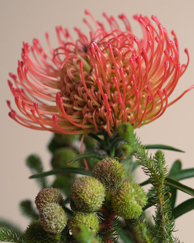 Eine Nahaufnahme von Couture, einer pink-orangefarbenen Nadelkissen-Protea mit langen, geschwungenen Blütenblättern und grünem, stacheligem Laub, vor einem zartbeigen Hintergrund - die Haute Couture der Natur für Ihren Blumenstrauß.