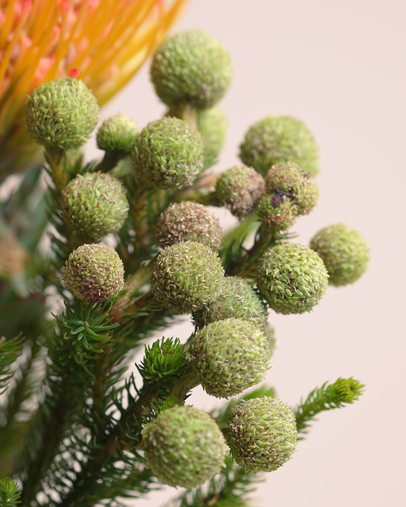 Nahaufnahme von grünen, runden Blütenbüscheln mit strukturierter Oberfläche und nadelartigen Blättern aus der Couture-Kollektion, kunstvoll arrangiert wie ein Haute-Couture-Bouquet auf hellem Hintergrund.