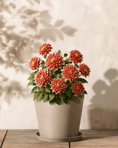 Dahlien (orange-rot)