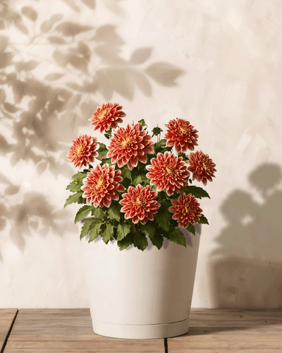 Dahlien (orange-rot)