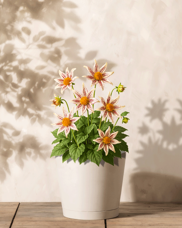 Ein weißer Topf mit einer Stern-Dahlienpflanze (weiß) mit grünen Blättern und sternförmigen gelben und rosa Blüten steht auf einer Holzoberfläche vor einer hellen Wand mit weichen Schatten von Zweigen und Blättern.