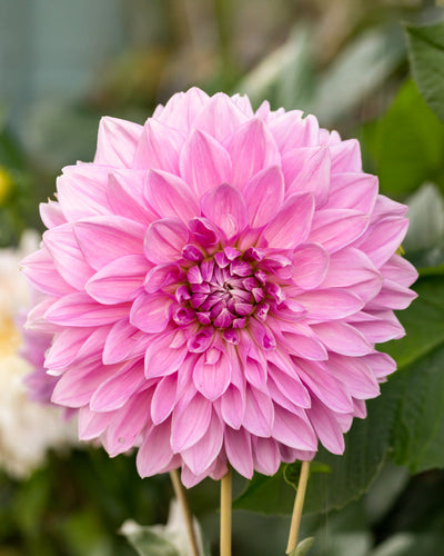 Eine Nahaufnahme einer blühenden rosa Dahlie zeigt ihre leuchtenden Blütenblätter, die von der Mitte ausstrahlen, mit verschwommenem grünem Laub im Hintergrund, das ihre Lebendigkeit verstärkt.