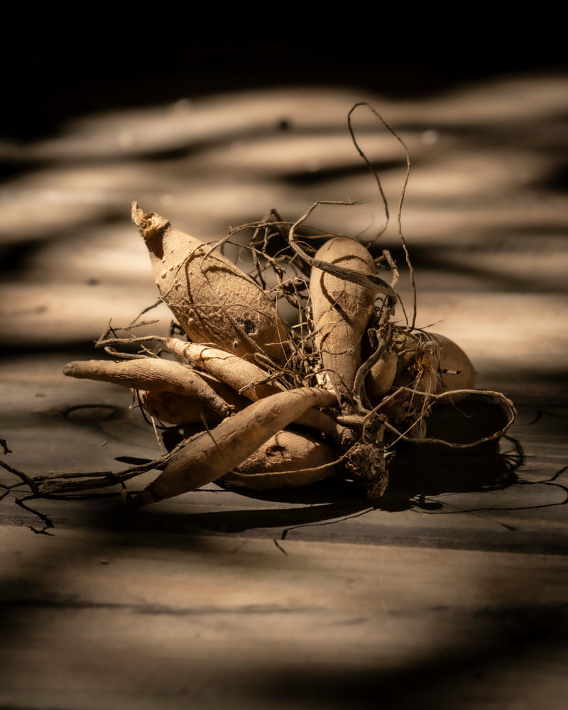 Ein Bündel frischer Stern-Dahlien (weiß) mit verschlungenen Stielen und Wurzeln, die in dramatischem Licht und Schatten auf einer Holzoberfläche liegen und an geerntete Yacon-Knollen erinnern.