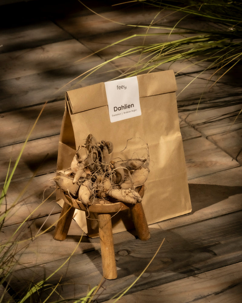 Ein kleiner Holzhocker mit dunkelroten Dahlienknollen steht neben einer braunen Papiertüte mit der Aufschrift „Dahlien“ auf einer Holzfläche, dahinter hohes Gras. Ideal für alle, die sich wunderschöne dunkelrote Blüten in ihrem Garten wünschen.