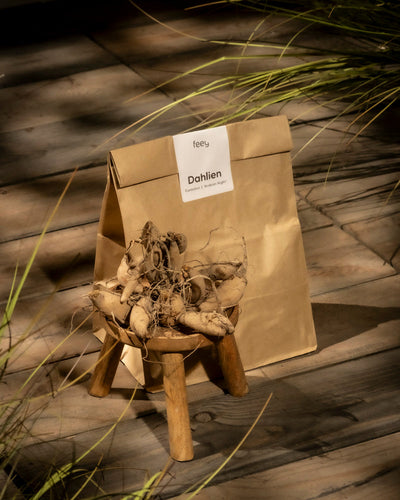 Eine braune Papiertüte mit der Aufschrift „Dahlien (dunkelrot)“ liegt auf einem Holzbrett neben einem Hocker und enthält pflanzbereite Dahlienknollen. Sonnenlicht erzeugt Schatten und unterstreicht die leuchtenden dunkelroten Blüten, während im Hintergrund Gras weht.
