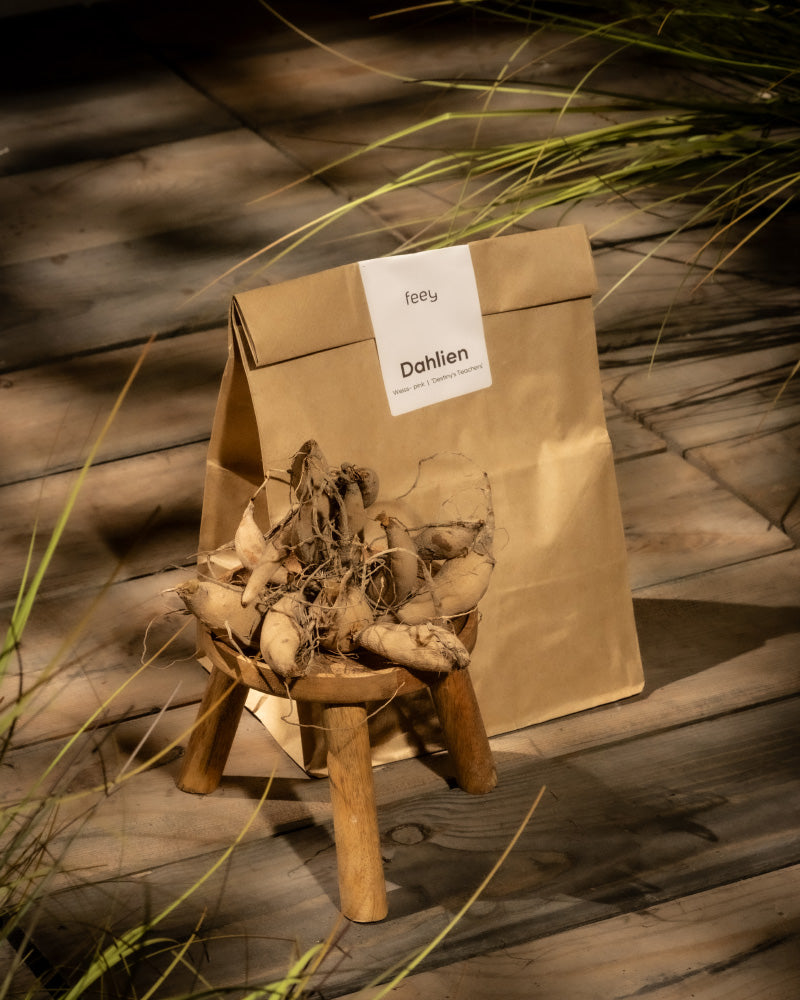 Eine braune Papiertüte mit der Aufschrift „Stern-Dahlien (weiß)“ liegt auf einer Holzoberfläche neben einem kleinen Hocker mit mehreren Dahlienknollen, verstreuten Grashalmen und Andeutungen leuchtender Blüten in der Nähe.