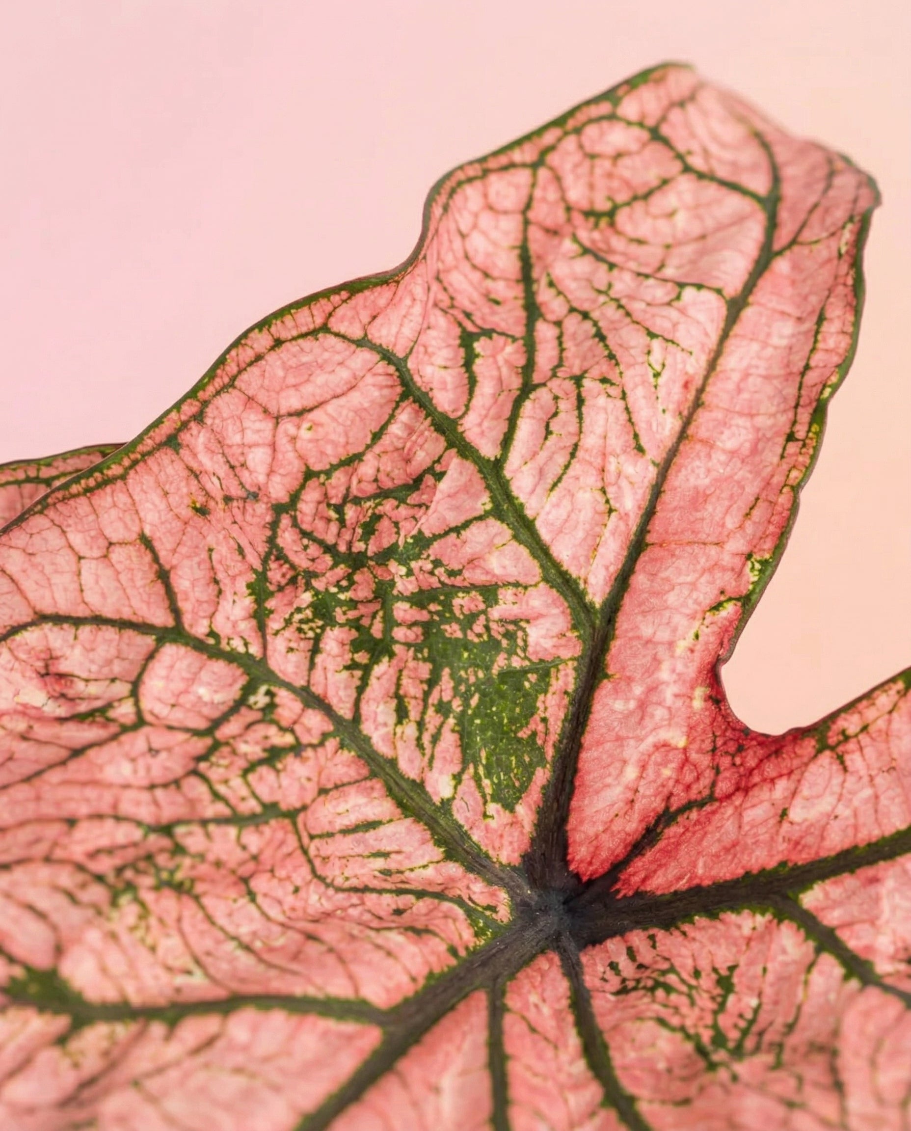 Nahaufnahme eines Caladium 'Spring Fling'-Blattes, das die strukturierte Oberfläche und die markanten grünen Adern zeigt. Die Pflanze hebt sich vor einem zartrosa Hintergrund ab, der das komplizierte Adermuster dieser auffälligen Zimmerpflanze hervorhebt.
