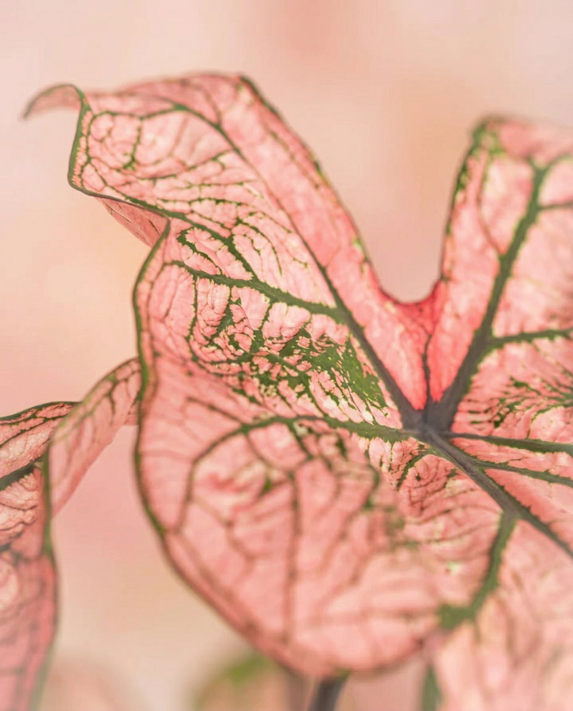 Nahaufnahme eines Caladium 'Spring Fling'-Blattes, das seine leuchtend rosa Farbe und die auffälligen grünen Adern zeigt. Der weiche, verschwommene rosa Hintergrund hebt die zarte Textur und das komplizierte Muster dieser atemberaubenden Zimmerpflanze hervor.