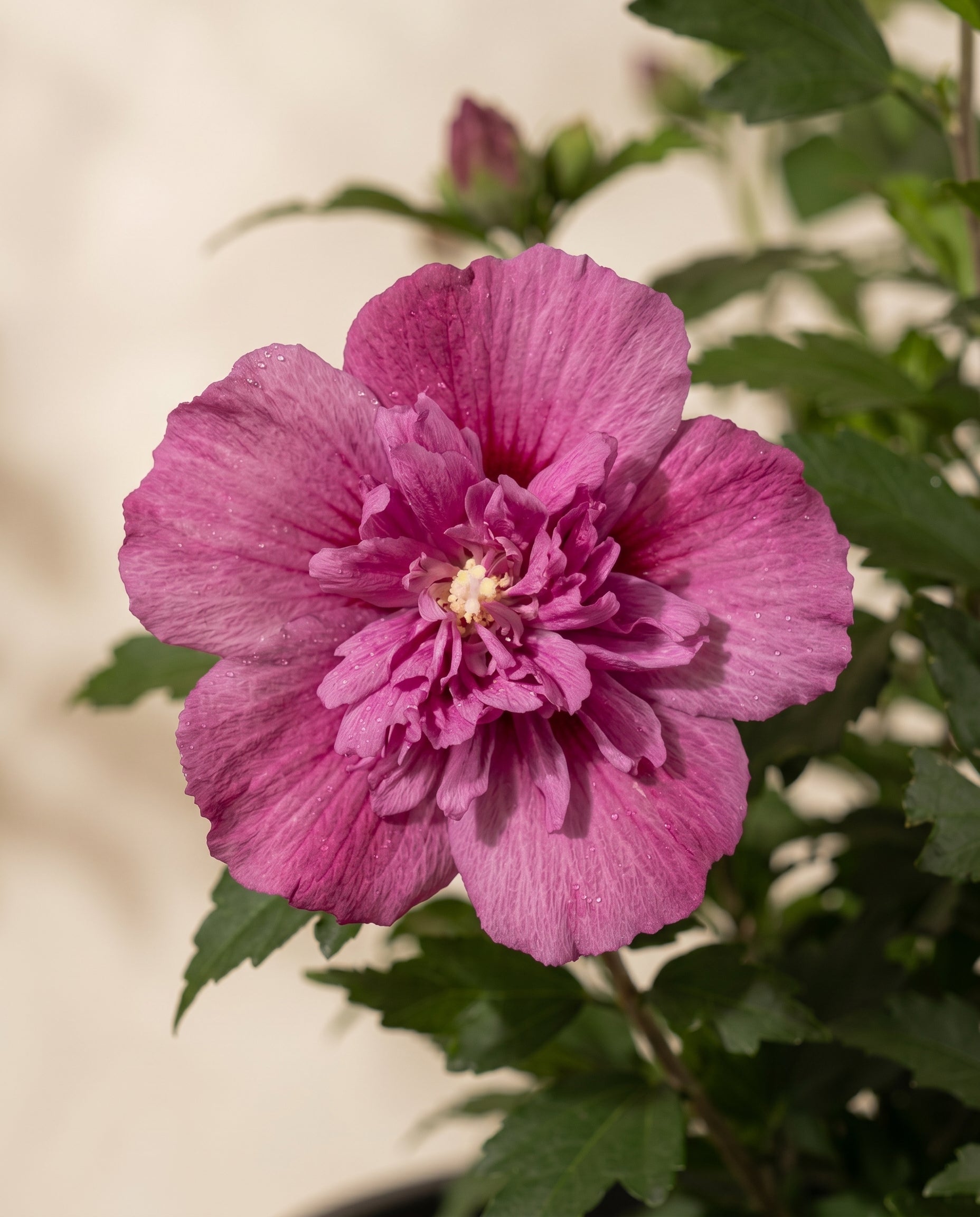 Nahaufnahme von drei Pinker Hibiskus-Blüten mit tiefroten Zentren und weißen Staubgefäßen inmitten von grünen Blättern - ideal, um Ihrem Garten oder Ihrer Terrasse leuchtende Farben zu verleihen.