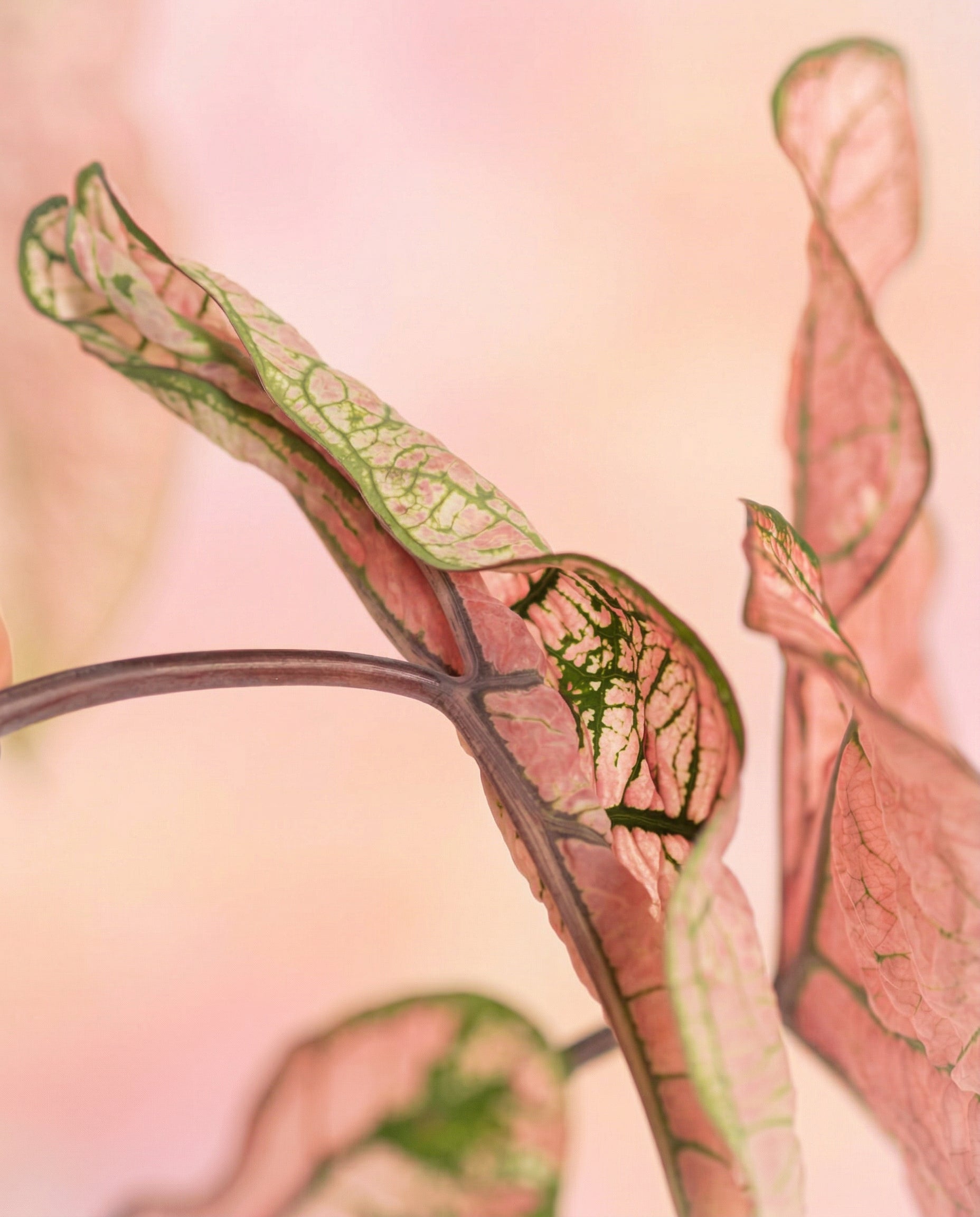 Nahaufnahme der Blätter von Caladium 'Spring Fling' mit zarten Adern vor einem pastellfarbenen Hintergrund, der die luftige Textur und die subtilen Farbverläufe dieser auffälligen Zimmerpflanze (Buntwurz) hervorhebt.