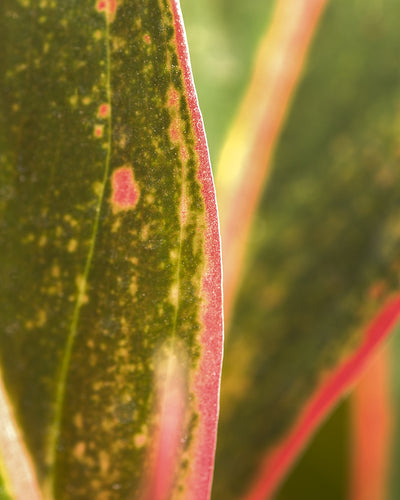 Detailaufnahme Aglaonema Jungle Red