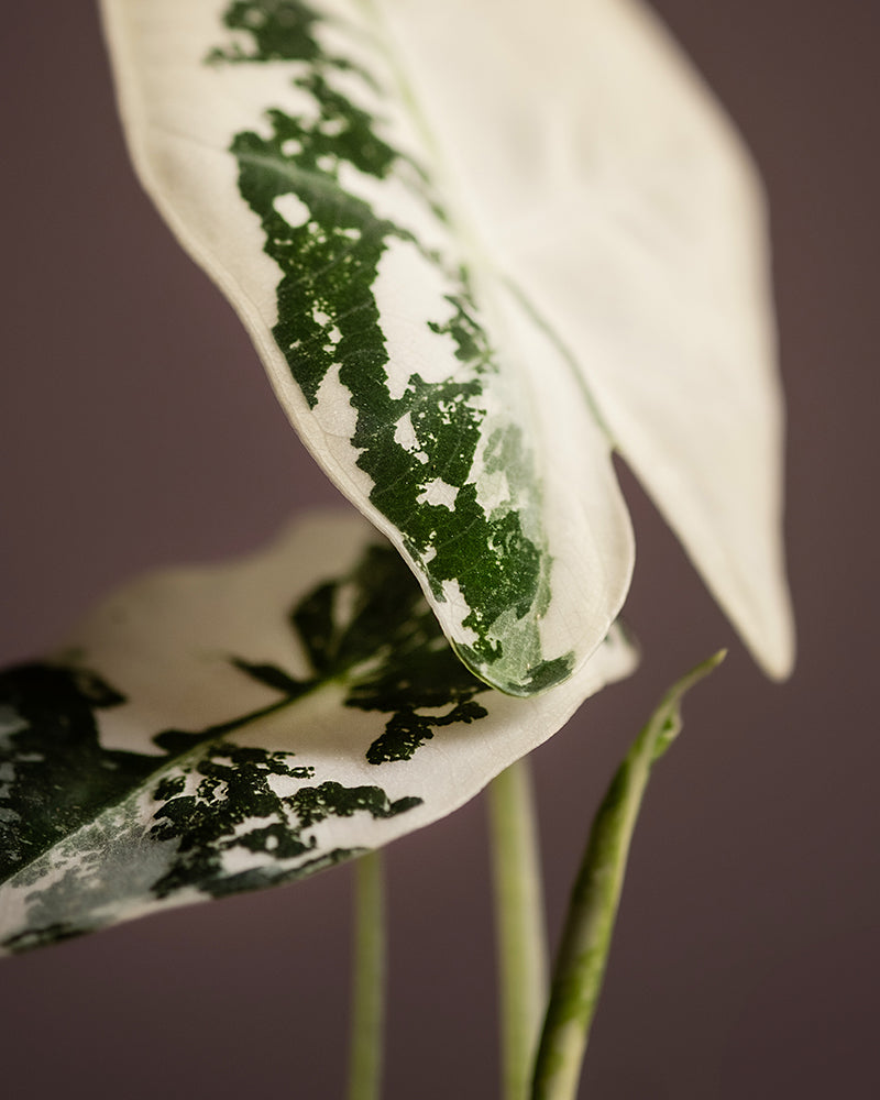 Detailaufnahme vom Blatt der Alocasia micholitziana frydek variegata