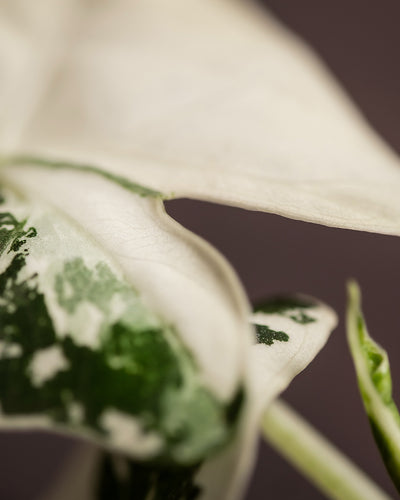 Detailaufnahme vom Blatt der Alocasia micholitziana frydek variegata