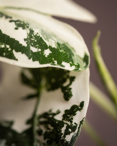 Detailaufnahme vom Blatter der Alocasia micholitziana frydek variegata