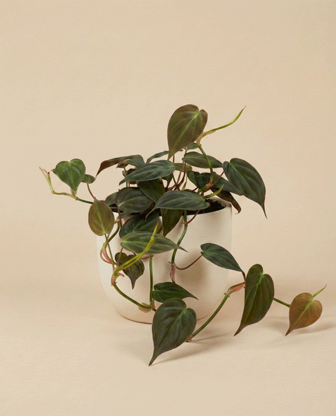 Ein Philodendron micans - feey mit grünen herzförmigen, samtigen Blättern und rankenden Ranken sitzt in einem schlichten weißen Topf vor einem beigen Hintergrund.