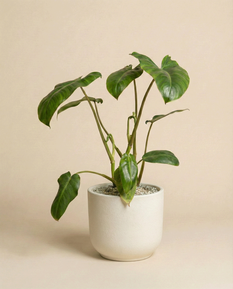 Ein Philodendron 'Paraiso Verde' - feey mit großen, glänzend grünen Blättern sitzt in einem weißen Keramiktopf mit kleinen Kieselsteinen vor einem einfarbig beigen Hintergrund.