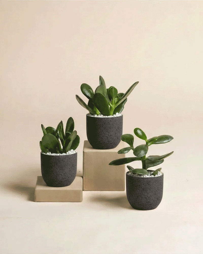 Der Baby Geldbaum (3er Set) - feey zeigt drei kleine grüne Sukkulenten in dunkelgrauen Töpfen mit weißen Kieselsteinen, die auf beigen Blöcken vor einem hellbeigen Hintergrund stehen.