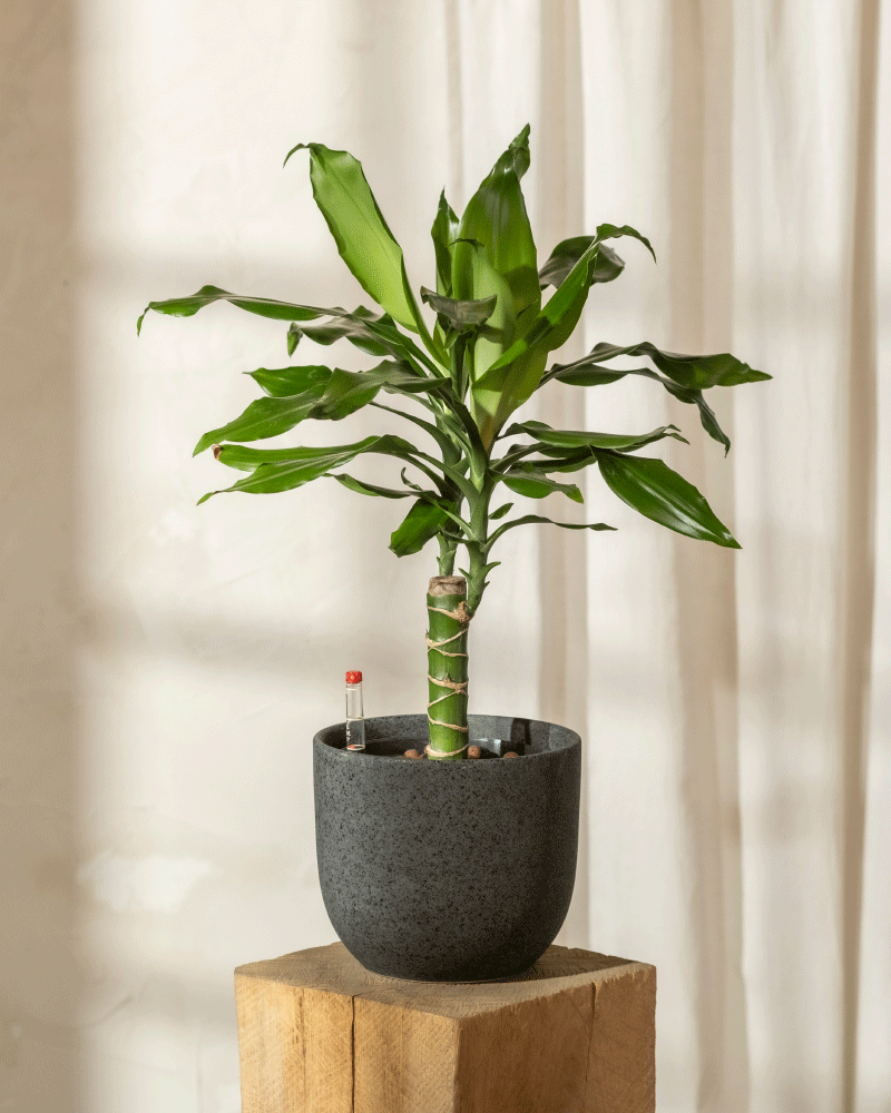 Ein kleiner grüner Hydro • Drachenbaum mit breiten Blättern in einem grauen Topf steht auf einem Holzblock. Von einer Schnur gestützt, bringt er Leben in den sanft beleuchteten Hintergrund mit beigen Vorhängen.