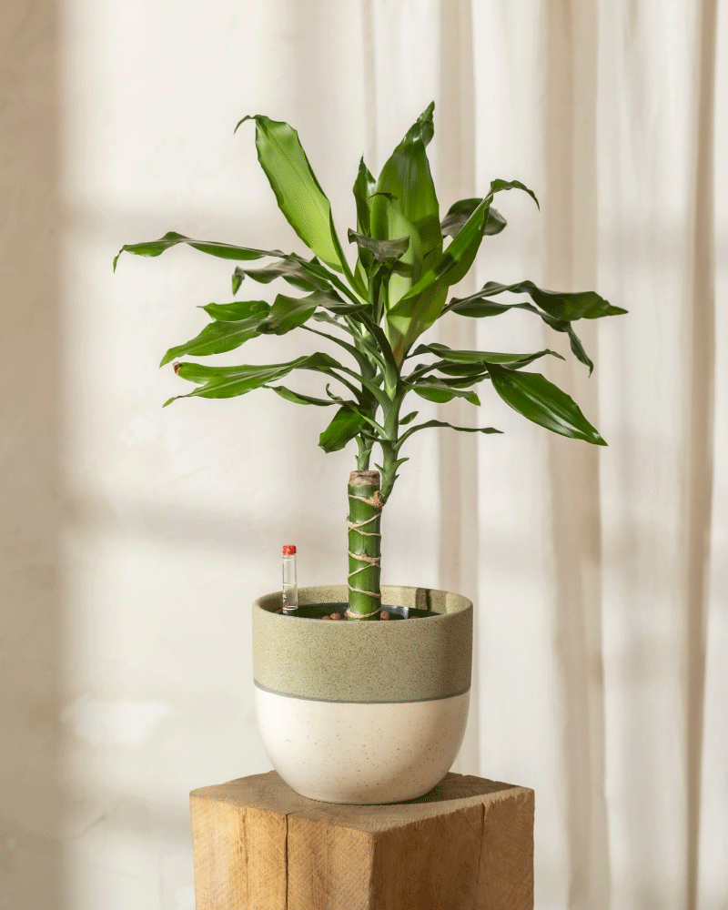 Ein Hydro-Drachenbaum mit seinen langen grünen Blättern sitzt elegant auf einem Holzständer in einem zweifarbigen Topf. Sonnenlicht fällt durch transparente Vorhänge, wirft weiche Schatten an die Wand und unterstreicht seine natürliche Schönheit.