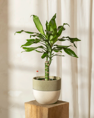Ein Hydro-Drachenbaum mit seinen langen grünen Blättern sitzt elegant auf einem Holzständer in einem zweifarbigen Topf. Sonnenlicht fällt durch transparente Vorhänge, wirft weiche Schatten an die Wand und unterstreicht seine natürliche Schönheit.
