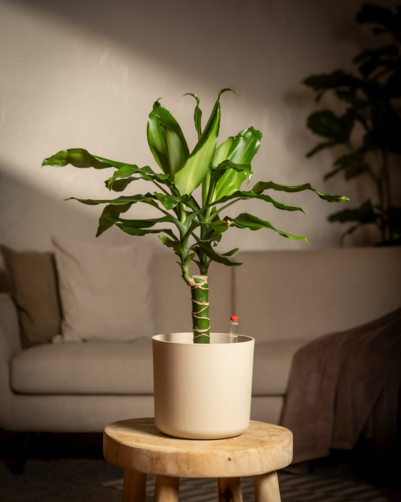 Ein kräftiger Hydro-Drachenbaum in einem weißen Topf ruht auf einem Holzhocker vor dem verschwommenen Hintergrund eines beigen Sofas und sanfter, warmer Beleuchtung und schafft eine gemütliche Atmosphäre, die ideal ist, um atemberaubende Zimmerpflanzen in Szene zu setzen.