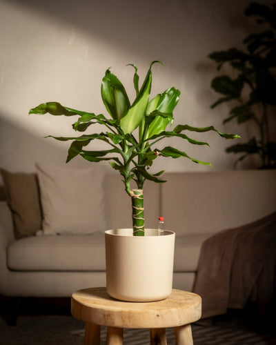 Ein kräftiger Hydro-Drachenbaum in einem weißen Topf ruht auf einem Holzhocker vor dem verschwommenen Hintergrund eines beigen Sofas und sanfter, warmer Beleuchtung und schafft eine gemütliche Atmosphäre, die ideal ist, um atemberaubende Zimmerpflanzen in Szene zu setzen.