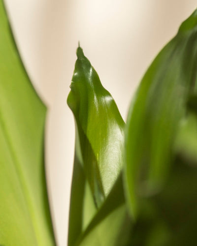 Nahaufnahme sonnenbeschienener grüner Blätter mit glatter Textur und weichen Schatten, die elegante Kurven und spitze Enden vor einem unscharfen, warmen Hintergrund hervorheben – eine exquisite Momentaufnahme eines Hydro • Drachenbaums, der in Hydrokultur gedeiht.